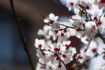 blossoms booming in the springtime