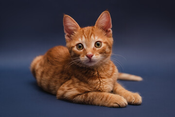 Obraz premium Lying cute tabby orange kitten on dark blue background looking at the camera. Isolated