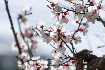 blossoms booming in the springtime