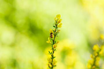  Yellow flower Cytisus ratisbonensis in the spring time. Cytisus ratisbonensis is honey plants. Bee collect pollen from flowers and buds