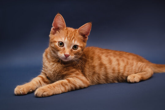 Hình ảnh mèo cam là một trong những điều đẹp nhất trong thế giới động vật. Những bức ảnh này sẽ giúp bạn thấy được sự dễ thương và đáng yêu của loài mèo này. Hãy thoải mái thưởng thức hình ảnh mèo cam trên bất kỳ thiết bị nào của bạn!