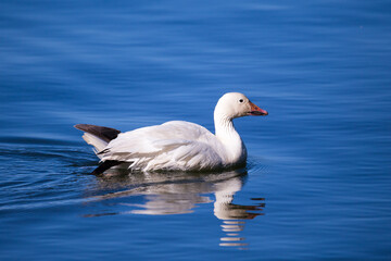 Naklejka na ściany i meble Side view of white-morph snow goose swimming in the St. Lawrence River during a very bright sunny spring morning, Quebec City, Quebec, Canada