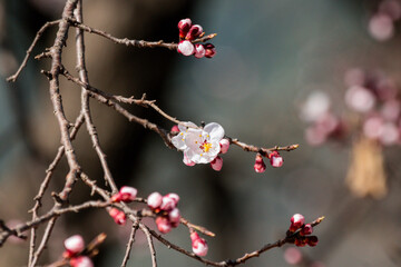 blossoms booming in the springtime
