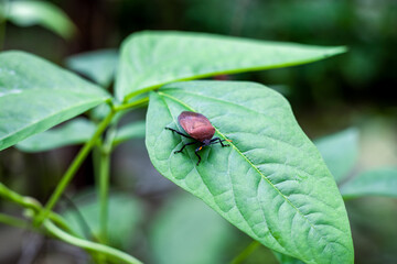 Beetle bug close up sitting on a long bean cowpea leaf in the garden
