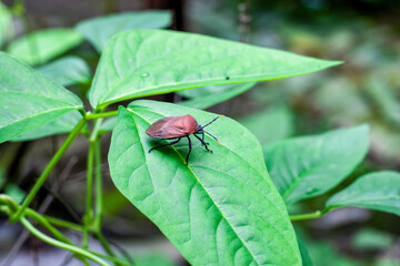 Beetle ladybug close up sitting on a long bean cowpea leaf inside of an agricultural farm