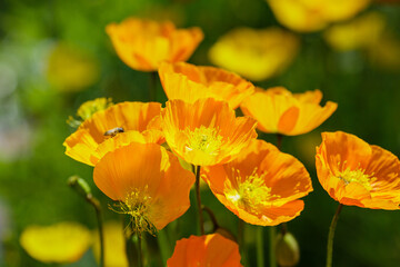 Fototapeta premium A honeybee collects nectar in Eschscholzia californica flower. California poppies blooming in the sunshine