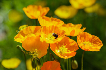 Eschscholzia californica is a Californian Poppy with golden flowers