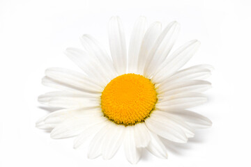 Chamomile or camomile flowers isolated on white background