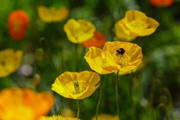 Yellow flowers of Eschscholzia Californian in green background. Bumblebee on flowers of California poppy