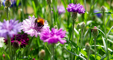 Busy bumblebee collecting pollen in cornflowers.