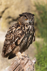 Hibou grand-duc Bubo bubo en gros plan en Camargue