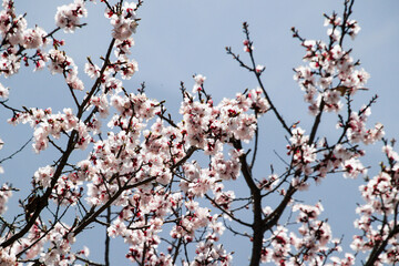 blossoms booming in the springtime