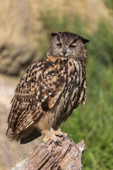 Hibou grand-duc Bubo bubo en gros plan en Camargue