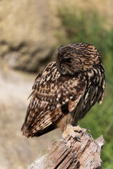 Hibou grand-duc Bubo bubo en gros plan en Camargue