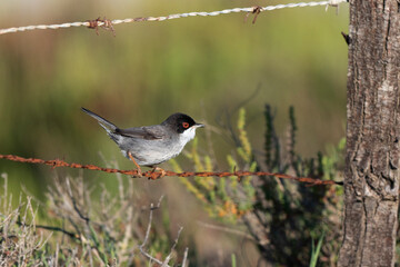 Fauvette mélanocéphale Curruca melanocephala  en gros plan en Camargue