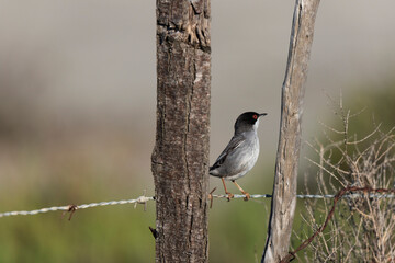 Fauvette mélanocéphale Curruca melanocephala  en gros plan en Camargue