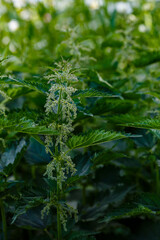 Blooming nettle dioica (Urtica dioica L.)