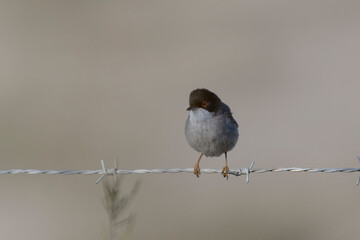 Fauvette mélanocéphale Curruca melanocephala  en gros plan en Camargue