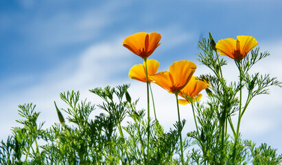 Escholzia California on the background of blue sky