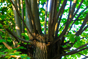 numerous green branches extending from the tree trunk