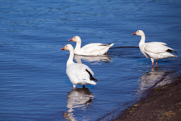 Fototapeta premium Selective focus side view of white-morph snow goose standing in the St. Lawrence River during a sunny spring morning with other animals in soft focus background, Quebec City, Quebec, Canada