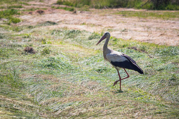 Large White stork (Ciconia ciconia) in a grass meadow