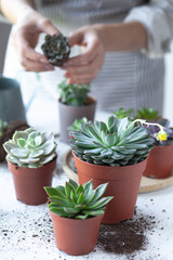 Young girl is planting green echeveria succulent. Concept of home gardening, house plants, hobby, leisure. DIY garden, handmade natural gift. White background, close up