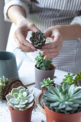 Young girl is planting green echeveria succulent. Concept of home gardening, house plants, hobby, leisure. DIY garden, handmade natural gift. White background, close up