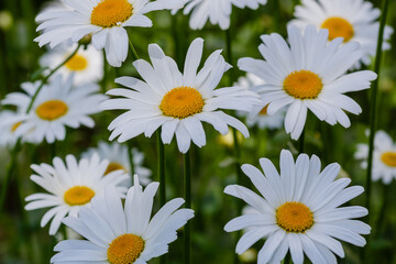 Flowering of daisies. White camomile, Leucanthemum vulgare, Dox-eye, Common daisy, Dog daisy. Gardening concept. Summer daisy background.