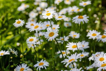 Flowering of daisies. White camomile, Leucanthemum vulgare, Dox-eye, Common daisy, Dog daisy. Gardening concept. Summer daisy background.
