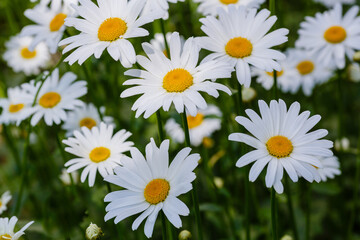 Fototapeta premium Flowering of daisies. White camomile, Leucanthemum vulgare, Dox-eye, Common daisy, Dog daisy. Gardening concept. Summer daisy background.