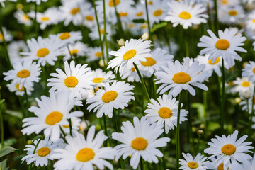 Flowering of daisies. White camomile, Leucanthemum vulgare, Dox-eye, Common daisy, Dog daisy. Gardening concept. Summer daisy background.
