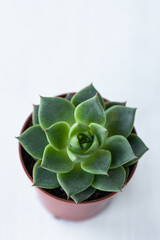 A pot with big green echeveria succulent plant. Concept of home gardening, house plants, hobby, leisure. Close up, macro, copy space