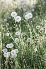 Dandelion blowball. Natural lawn landscape. Photos with vintage processing