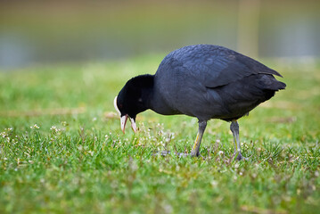 Eurasian Coot eating grass ( Fulica Atra )	