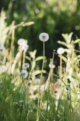 Obraz premium Dandelion blowball. Natural lawn landscape. Photos with vintage processing