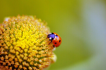 Ladybug close up