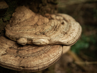木の幹に生えているキノコ