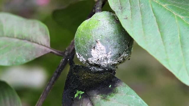 mealybug and ants distort a guava fruit