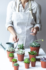 Young girl is planting green succulent. Concept of home gardening, house plants, hobby, leisure. DIY garden, handmade natural gift. White background, close up.