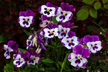 Flower of heartsease or viola close-up. Carpet of the color pansy, viola