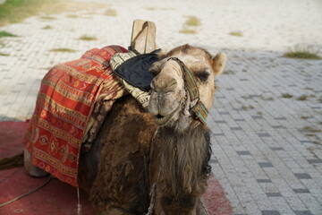 The camels walking the tourists in the ancient city of Side