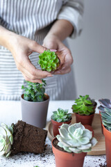 Young girl is planting green echeveria succulent. Concept of home gardening, house plants, hobby, leisure. DIY garden, handmade natural gift. White background, close up.