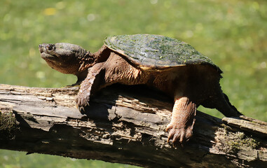 A large common snapping turtle basking on a log over a swamp. 