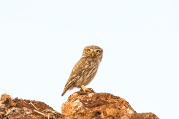 Little owl (Athene noctua) is a small owl species from the owl family