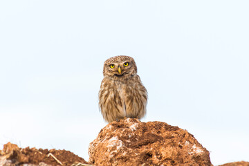 Little owl (Athene noctua) is a small owl species from the owl family