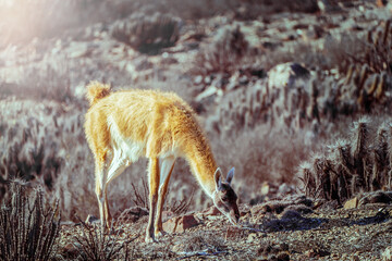 guanaco eating grass on a hill 