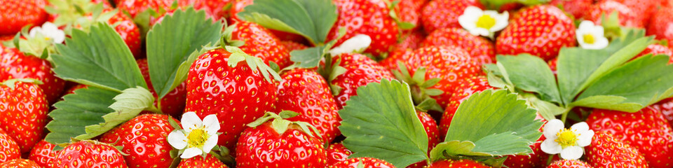 Strawberries berries fruits strawberry berry fruit with leaves and blossoms panoramic view