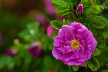 Lovely pink flowers of wild rose in the garden. Rose flowers on a natural background.