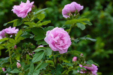 Lovely pink flowers of wild rose in the garden. Rose flowers on a natural background.